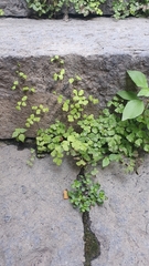 Adiantum capillus-veneris