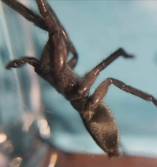 Scotophaeus scutulatus