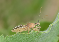Pselliopus latifasciatus