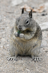 Otospermophilus beecheyi nesioticus