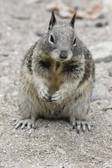 Otospermophilus beecheyi nesioticus
