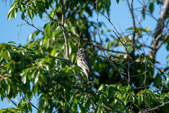 Setophaga coronata