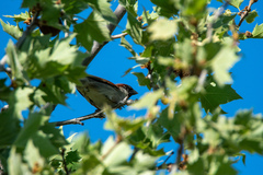 Passer domesticus