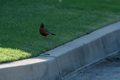 Turdus migratorius