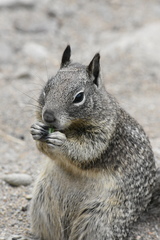 Otospermophilus beecheyi nesioticus