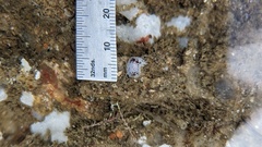 Dendrodoris nigromaculata