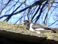 Haematopus ostralegus