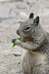 Otospermophilus beecheyi nesioticus