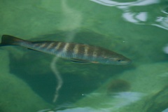 Lutjanus novemfasciatus