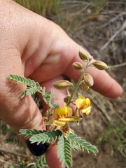 Hoffmannseggia drepanocarpa