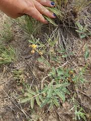 Hoffmannseggia drepanocarpa