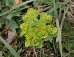 Euphorbia helioscopia