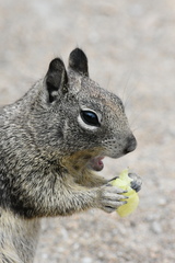 Otospermophilus beecheyi nesioticus