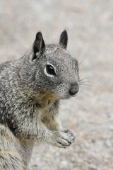 Otospermophilus beecheyi nesioticus