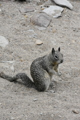 Otospermophilus beecheyi nesioticus