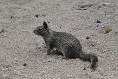 Otospermophilus beecheyi nesioticus