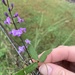 Glycine Pea - Photo (c) gillegan, some rights reserved (CC BY-NC)
