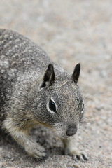 Otospermophilus beecheyi nesioticus