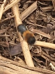 Andrena nitida