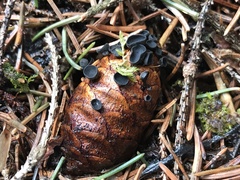 Piceomphale bulgarioides