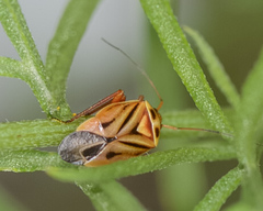 Calocoris barberi