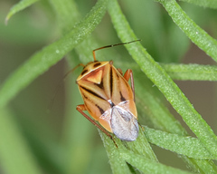 Calocoris barberi