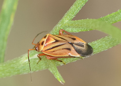 Calocoris barberi