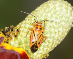 Calocoris barberi