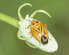 Calocoris barberi