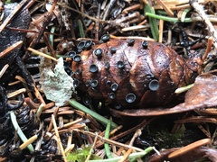 Piceomphale bulgarioides