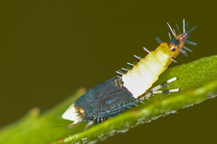 Scaphoideus incisus