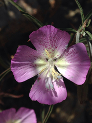 Clarkia dudleyana