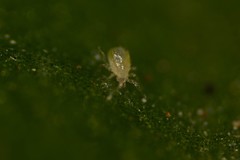 Acariformes