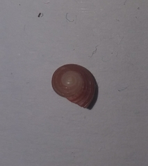 Homalopoma sanguineum