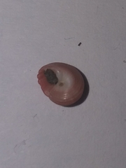 Homalopoma sanguineum