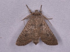 Protorthodes texicana