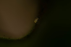 Acariformes