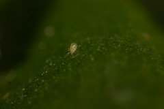 Acariformes