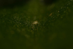 Acariformes