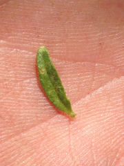 Antirrhineae