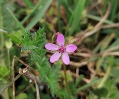 Erodium cicutarium