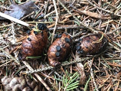 Piceomphale bulgarioides