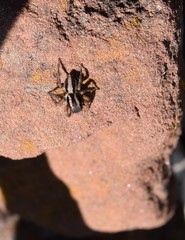 Aelurillus luctuosus