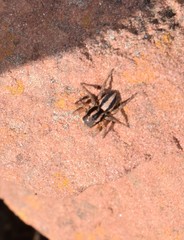 Aelurillus luctuosus