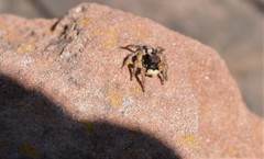 Aelurillus luctuosus