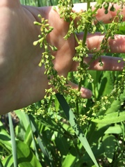 Amaranthus cannabinus