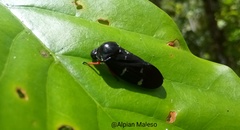 Okiscarta