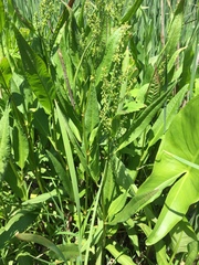 Amaranthus cannabinus
