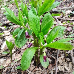 Scopolia caucasica