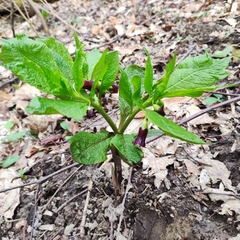 Scopolia caucasica